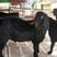 【实力】黑山羊努比亚黑山羊，大小都有，两只以上包发货。