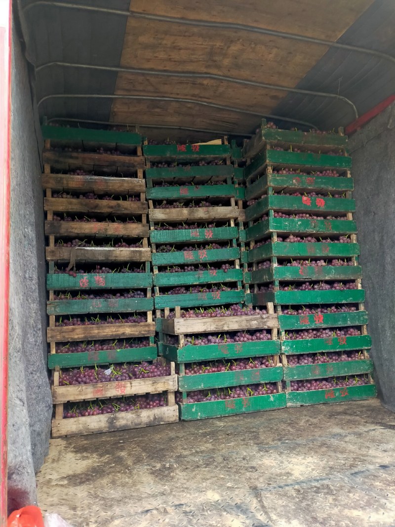 露天套袋子巨峰葡萄大量供应