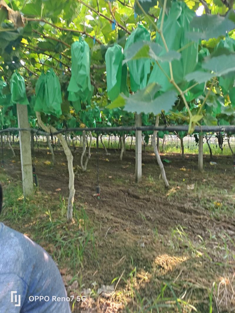 阳光玫瑰葡萄大量上市，保质保量，欢迎客户前来选购。
