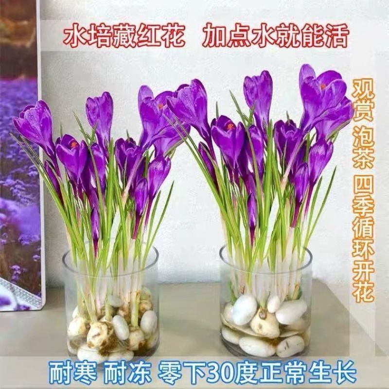 藏红花种球，盆栽药用食用番红花耐寒植物室内盆栽花卉种球批