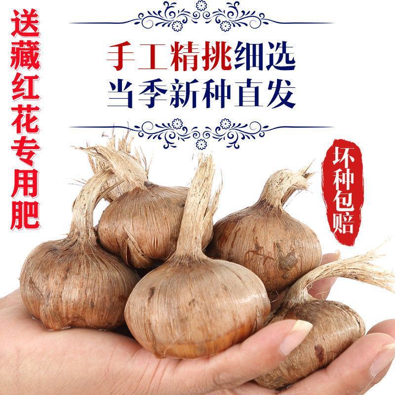 藏红花种球，盆栽药用食用番红花耐寒植物室内盆栽花卉种球批