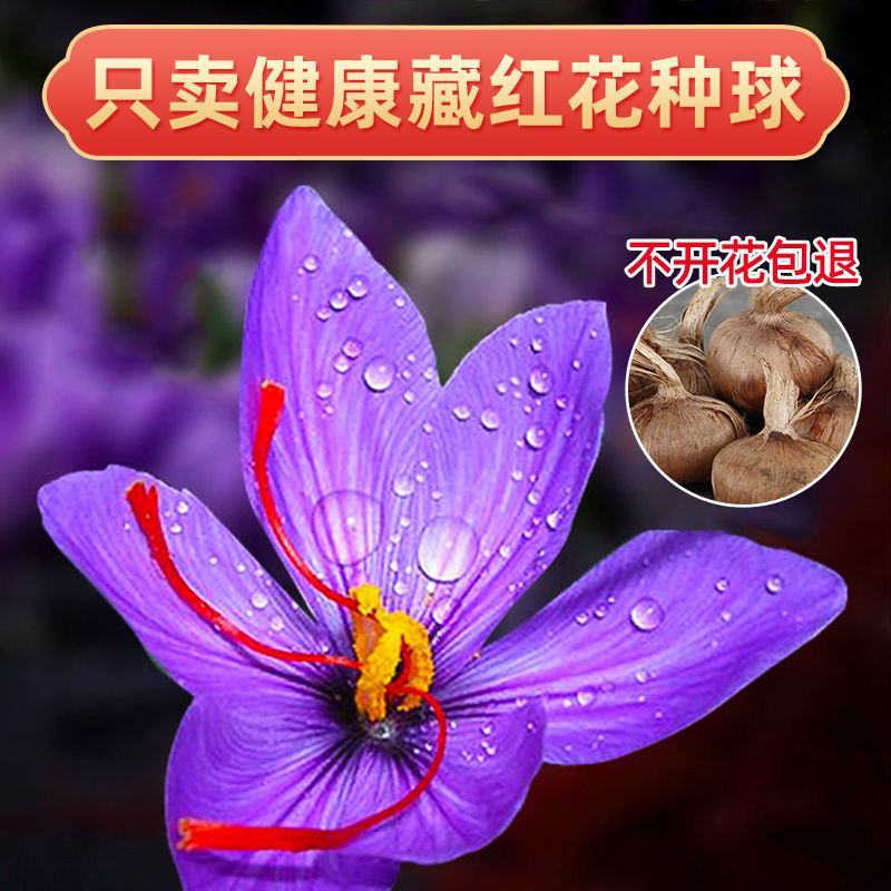 藏红花种球，盆栽药用食用番红花耐寒植物室内盆栽花卉种球批