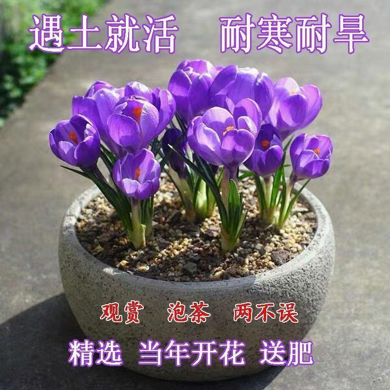 藏红花种球，盆栽药用食用番红花耐寒植物室内盆栽花卉种球批