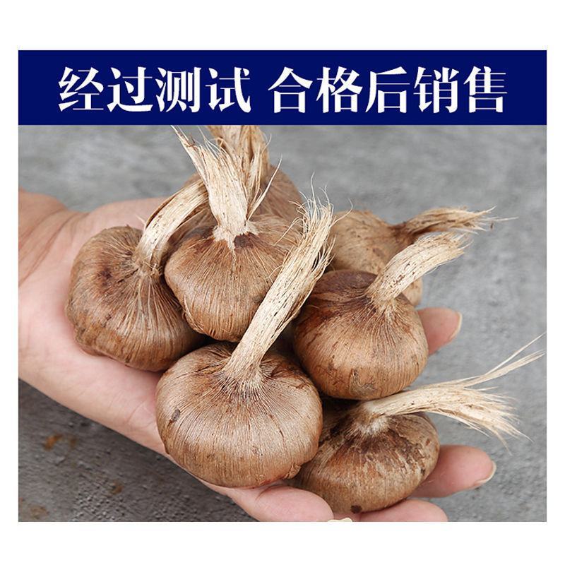 藏红花种球，盆栽药用食用番红花耐寒植物室内盆栽花卉种球批