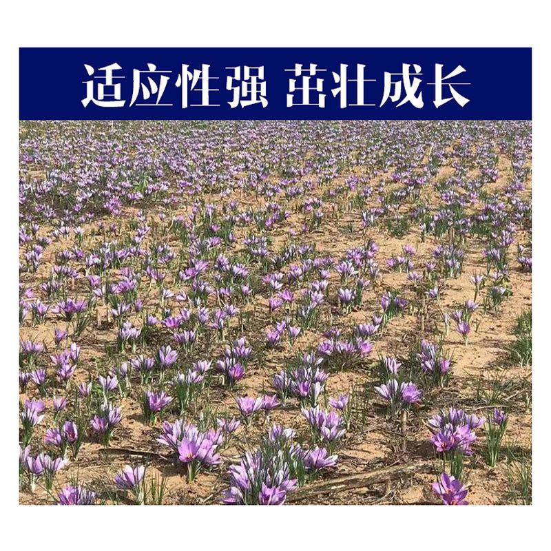 藏红花种球，盆栽药用食用番红花耐寒植物室内盆栽花卉种球批