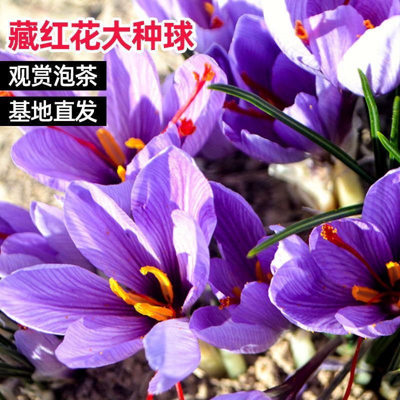 藏红花种球，盆栽药用食用番红花耐寒植物室内盆栽花卉种球批