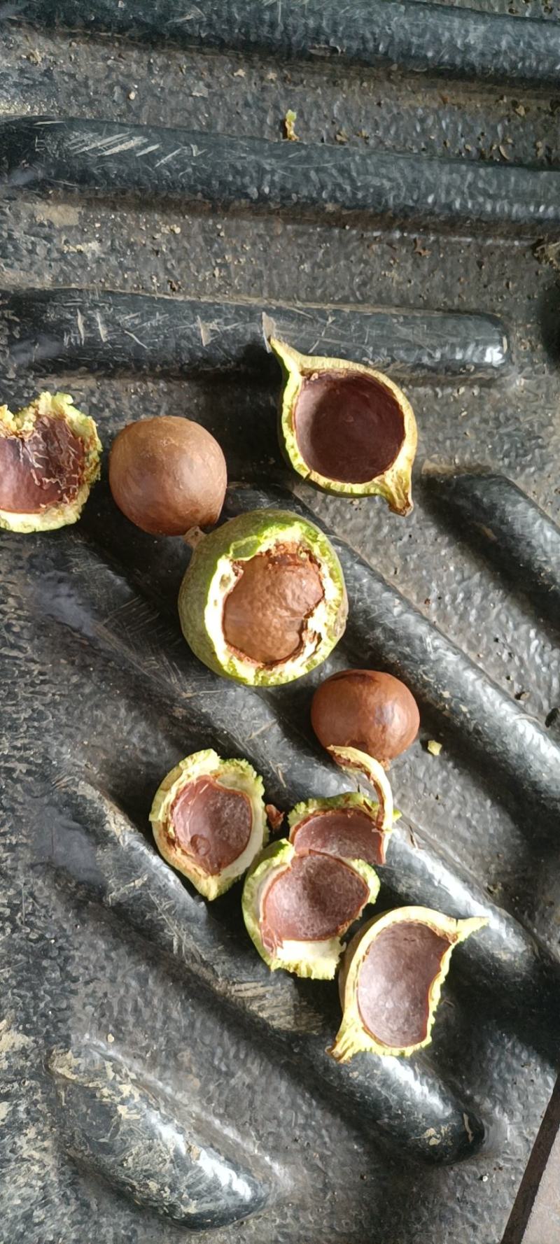 德宏盈江产地，夏威夷果，生果，a货，b货。电商货，