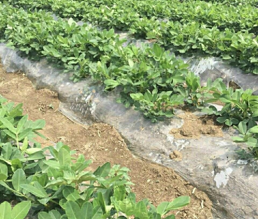一块典型的花生田正在实施太阳能土壤消毒,土地已平整并灌水,覆盖着透明塑料薄膜,边缘用土压实密封。阳光强烈,气温较高,远处可见温度记录仪支架。作业人员佩戴草帽在田边观察 花生田土壤太阳能消毒覆膜现场图
