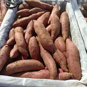 山东红薯苏薯303紫罗兰，大量上市，品种齐全，量大从优