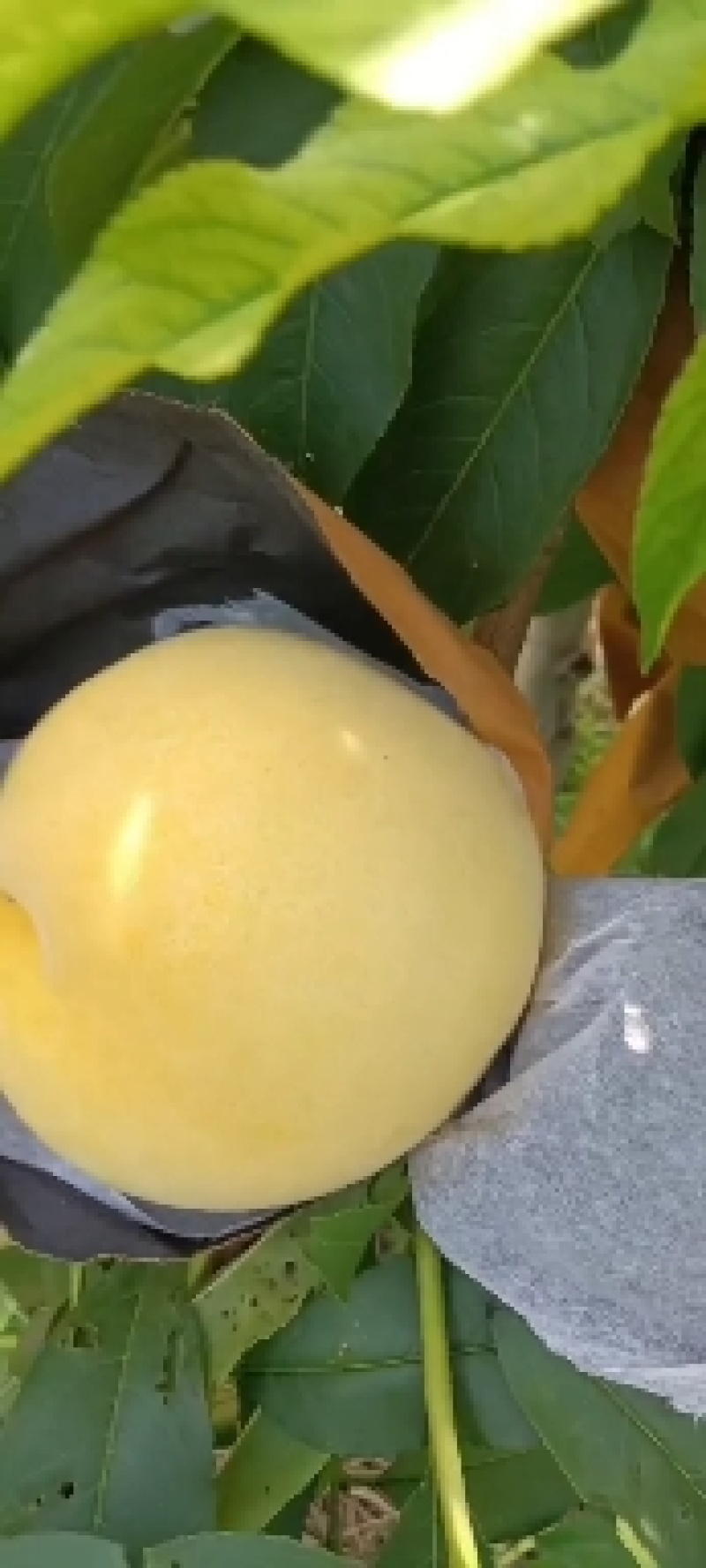 锦绣精品黄桃