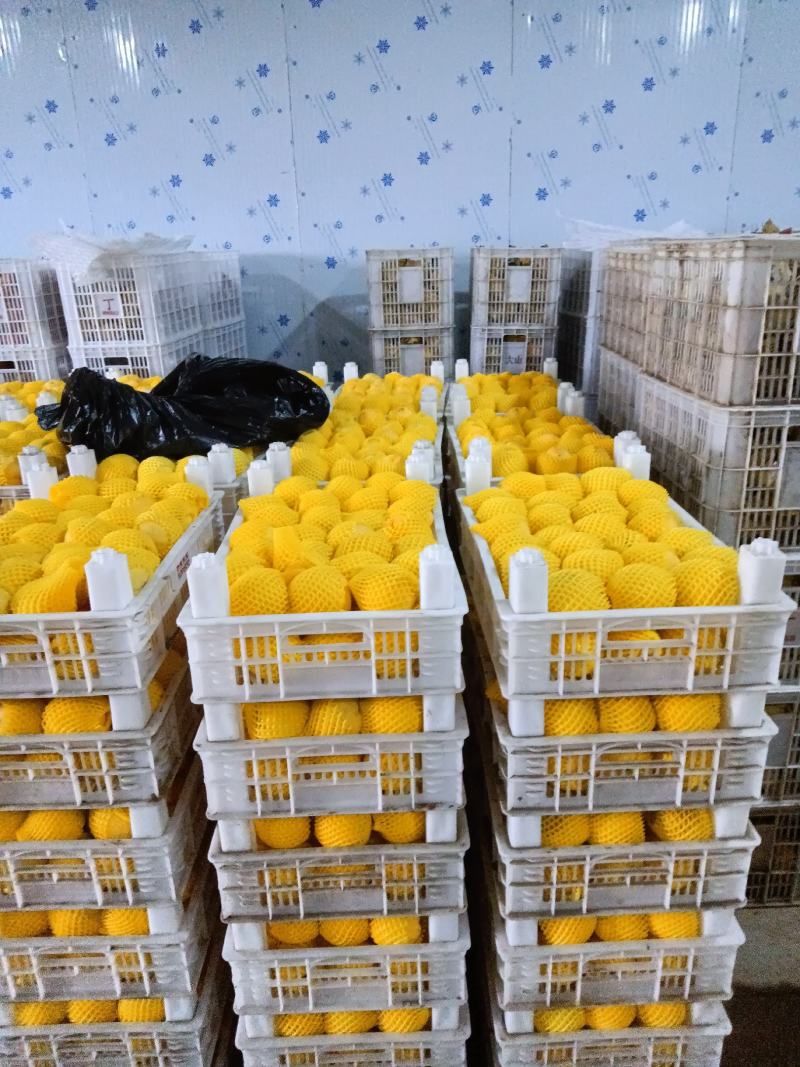 锦绣精品黄桃