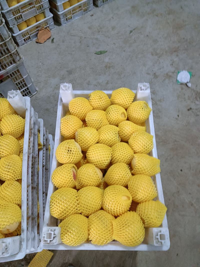 锦绣精品黄桃