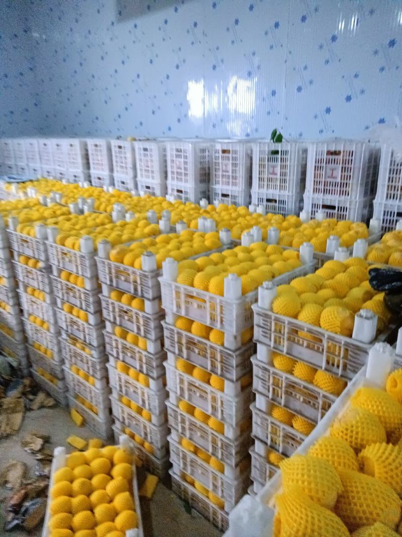 锦绣精品黄桃
