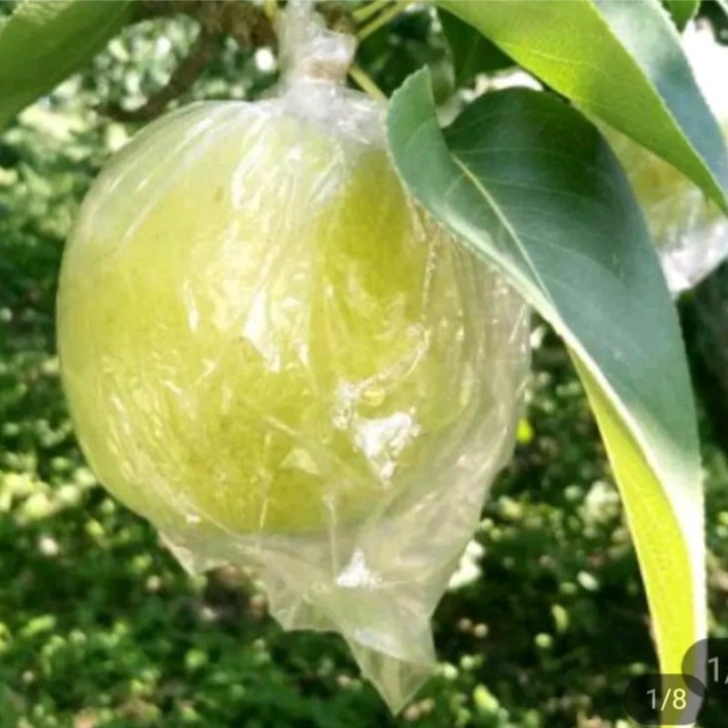 皇冠梨新梨七号秋月梨大量上市