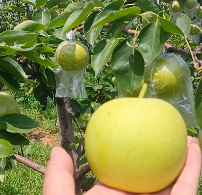 皇冠梨新梨七号秋月梨大量上市