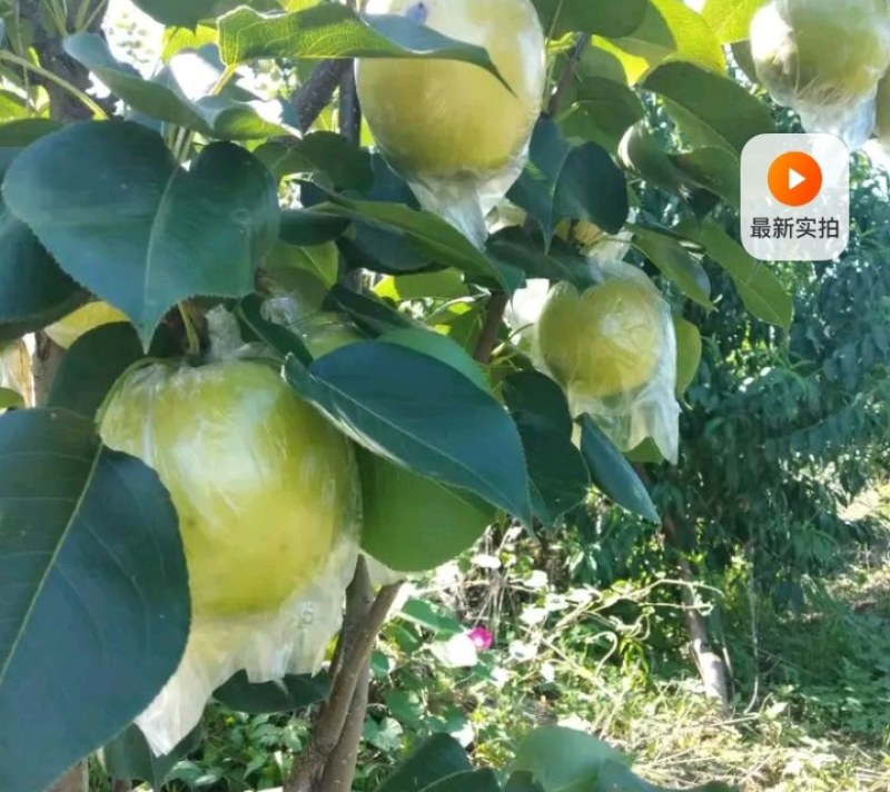 皇冠梨新梨七号秋月梨大量上市