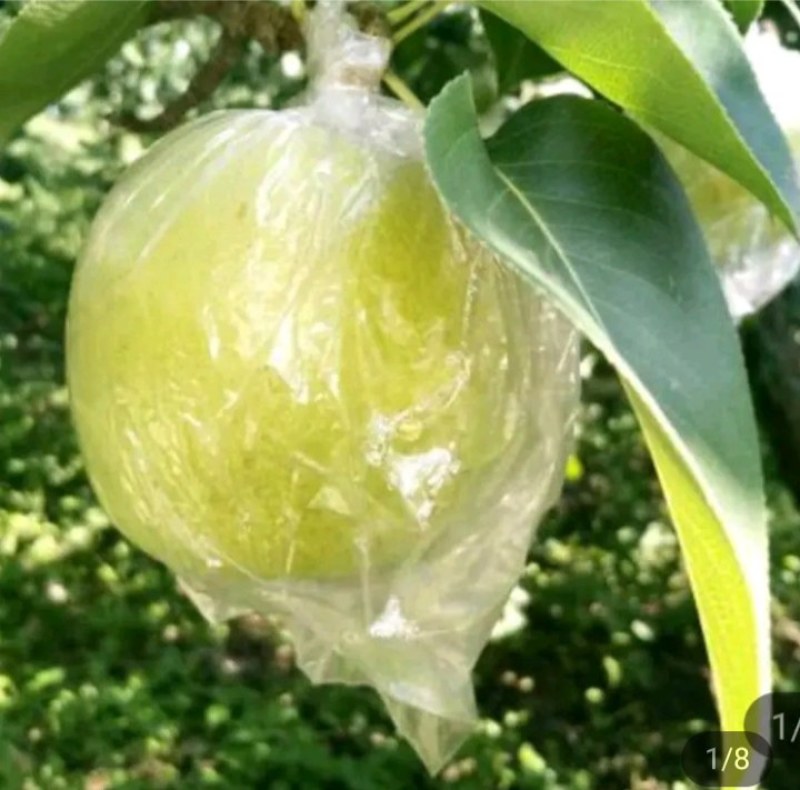皇冠梨新梨七号秋月梨大量上市