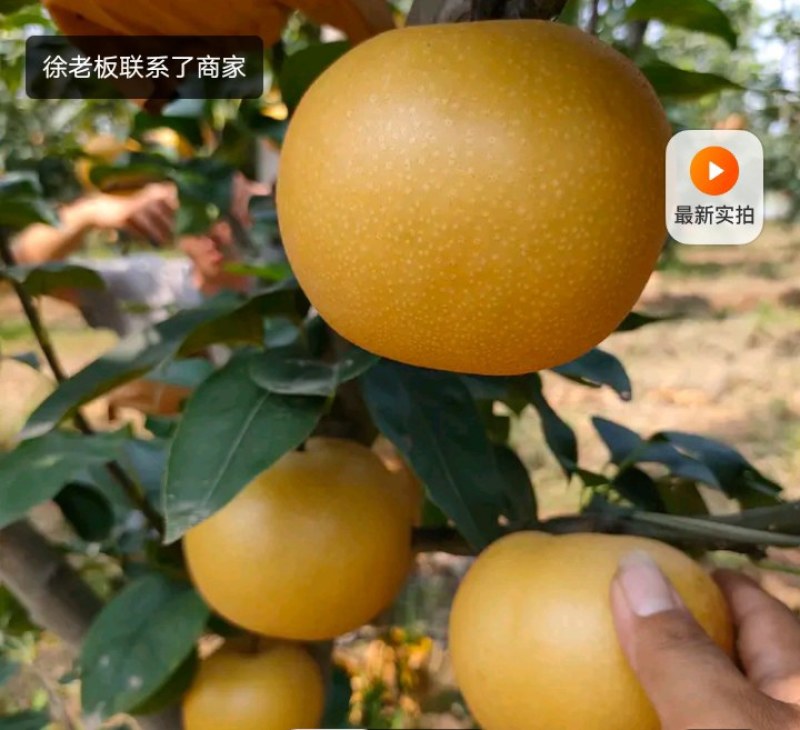 皇冠梨新梨七号秋月梨大量上市