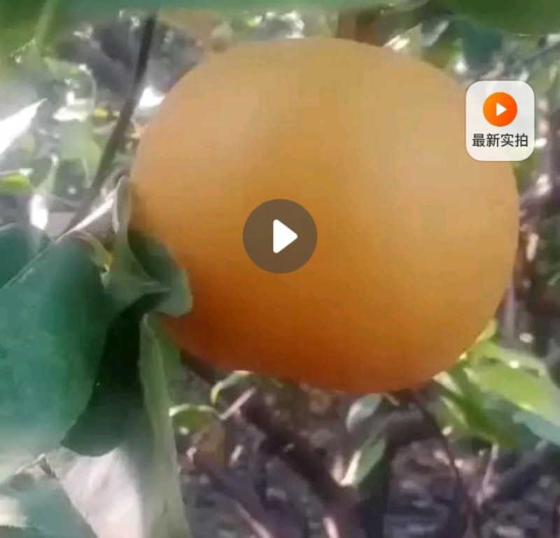 皇冠梨新梨七号秋月梨大量上市