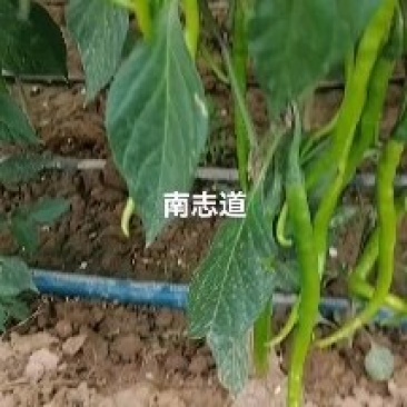 各种蔬菜己上市