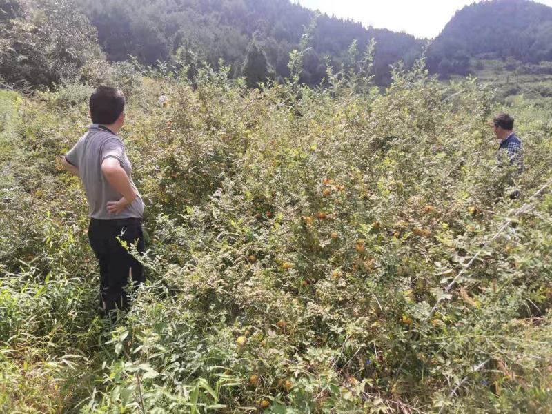 贵州高山刺梨