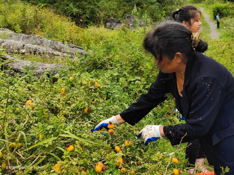 贵州高山刺梨
