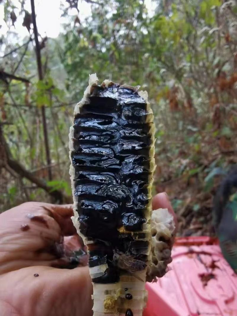 黑蜂蜜，云南高海拔米团花黑蜂蜜，药用价值高产地一手货源