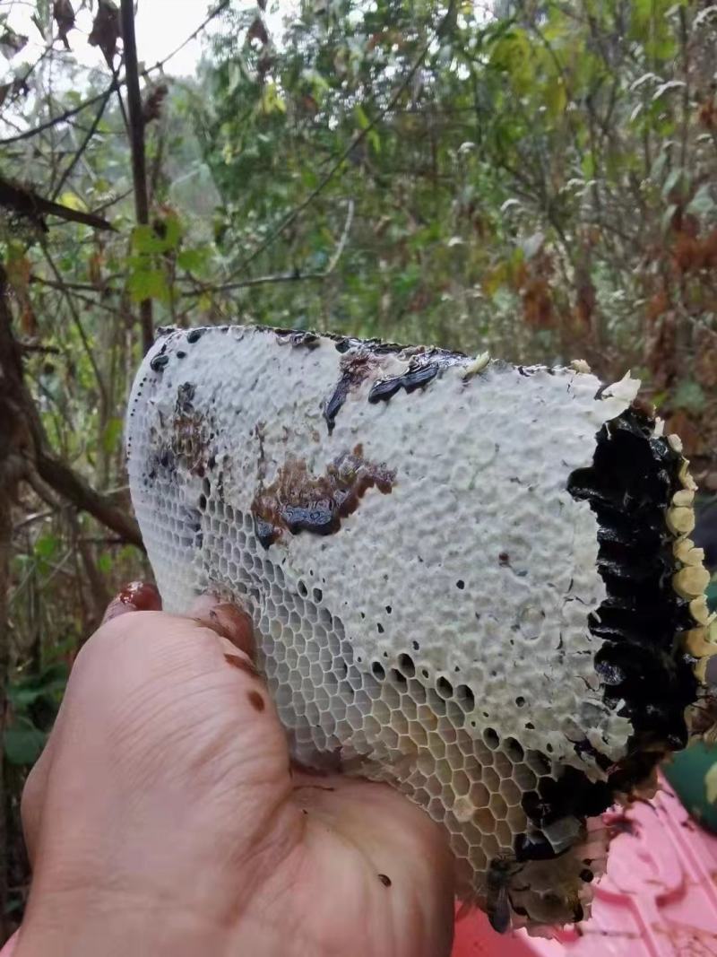 黑蜂蜜，云南高海拔米团花黑蜂蜜，药用价值高产地一手货源