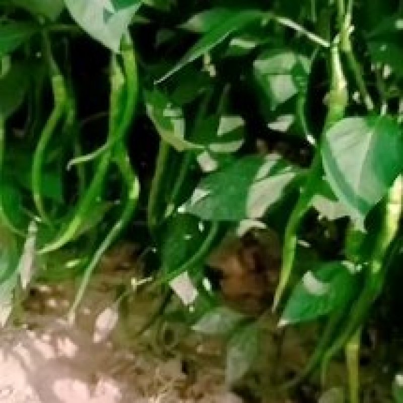 各种蔬菜己上市