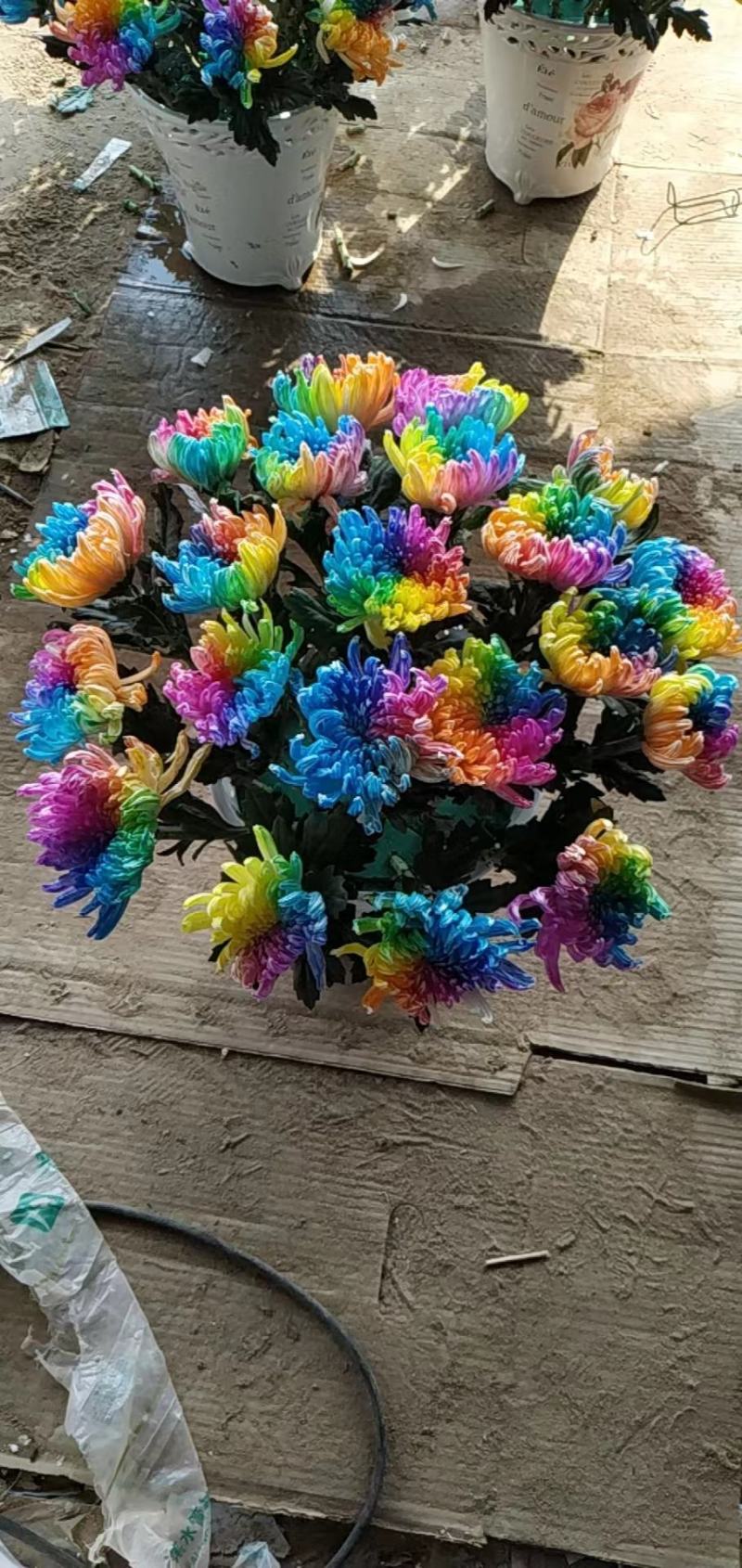 实七彩菊盆景吸色艺术盆景，提供插花设计放心采购全国发货