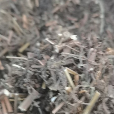 产新荆芥珠子无杂草无泥沙无老根欢迎有实力客户实地考察