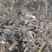 产新荆芥珠子无杂草无泥沙无老根欢迎有实力客户实地考察