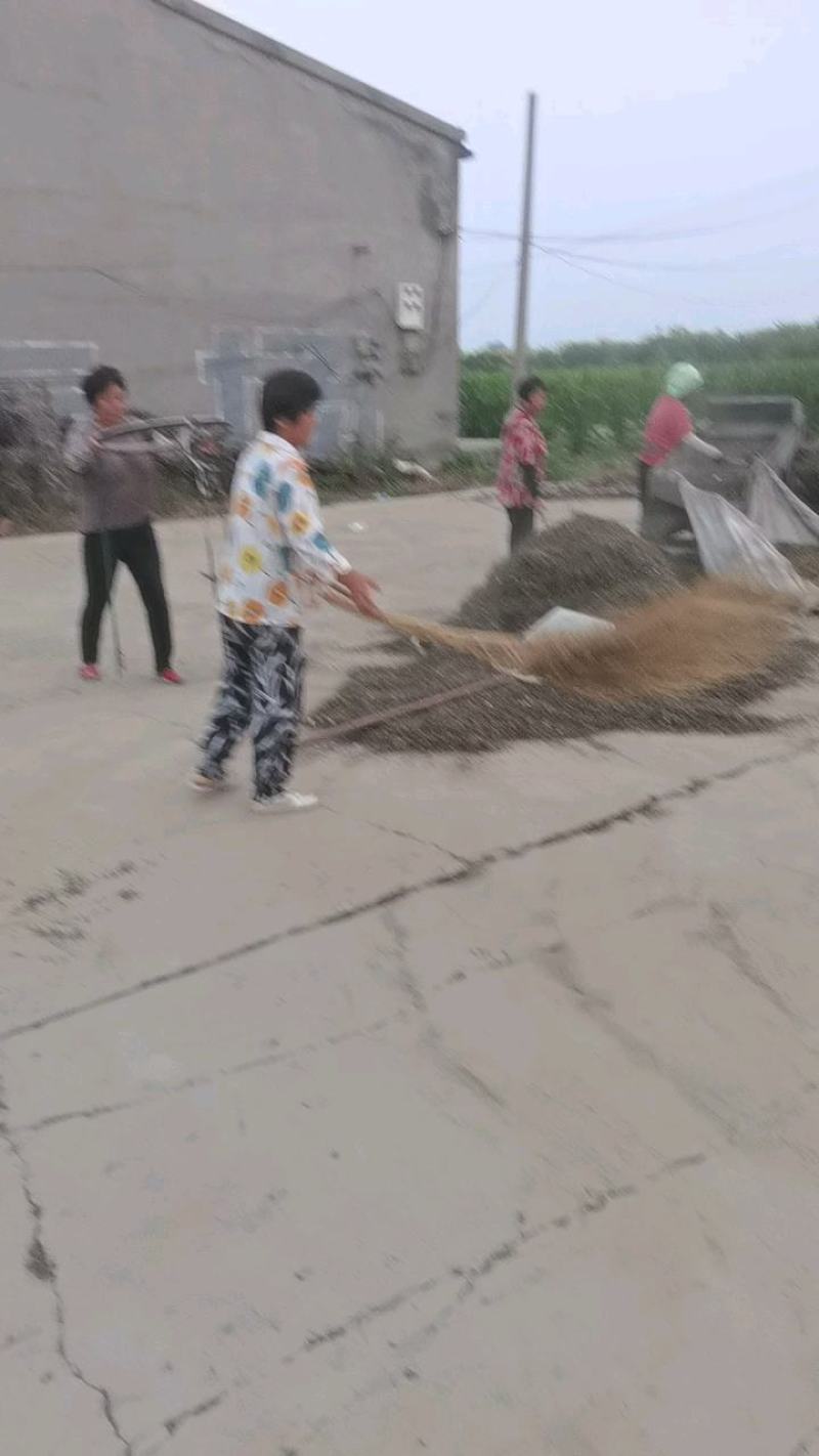 产新荆芥珠子无杂草无泥沙无老根欢迎有实力客户实地考察