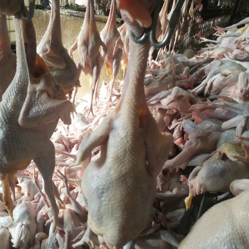 鸡肉，散养农家老母鸡，肉质紧实，口感好，致电优惠