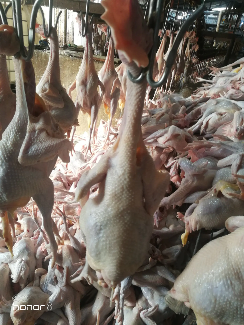 鸡肉，散养农家老母鸡，肉质紧实，口感好，致电优惠