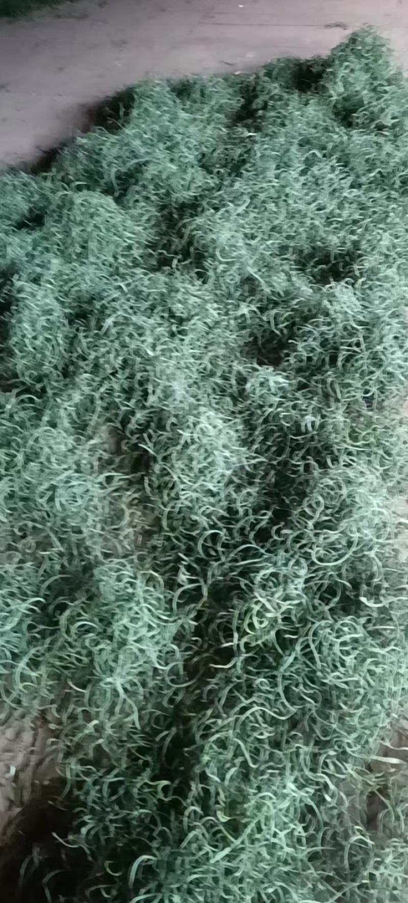 云南怒江峡谷野生化石草，高品质（肾精草）