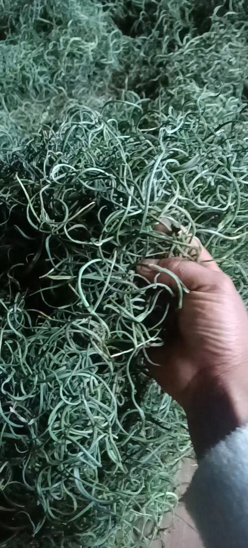 云南怒江峡谷野生化石草，高品质（肾精草）