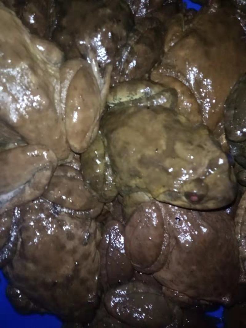 石蛙苗