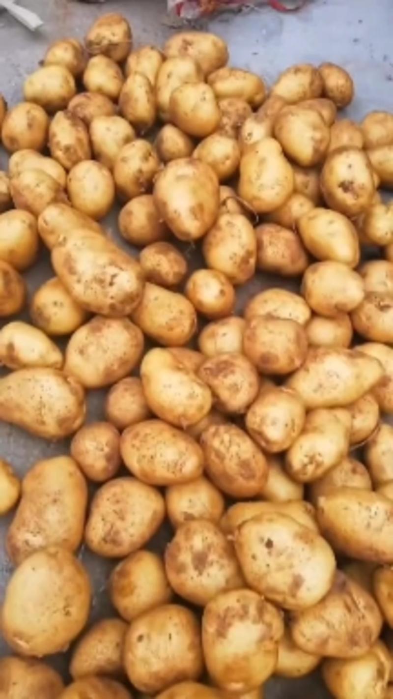 【实力】山东荷兰十五，黄皮黄心土豆，保质保量，全国发货