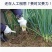 大葱收获机起葱机新式挖葱机刨葱机器抖土机四轮拖拉机带