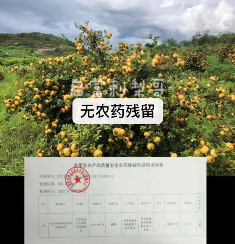 刺梨