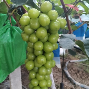 阳光玫瑰，大量批发