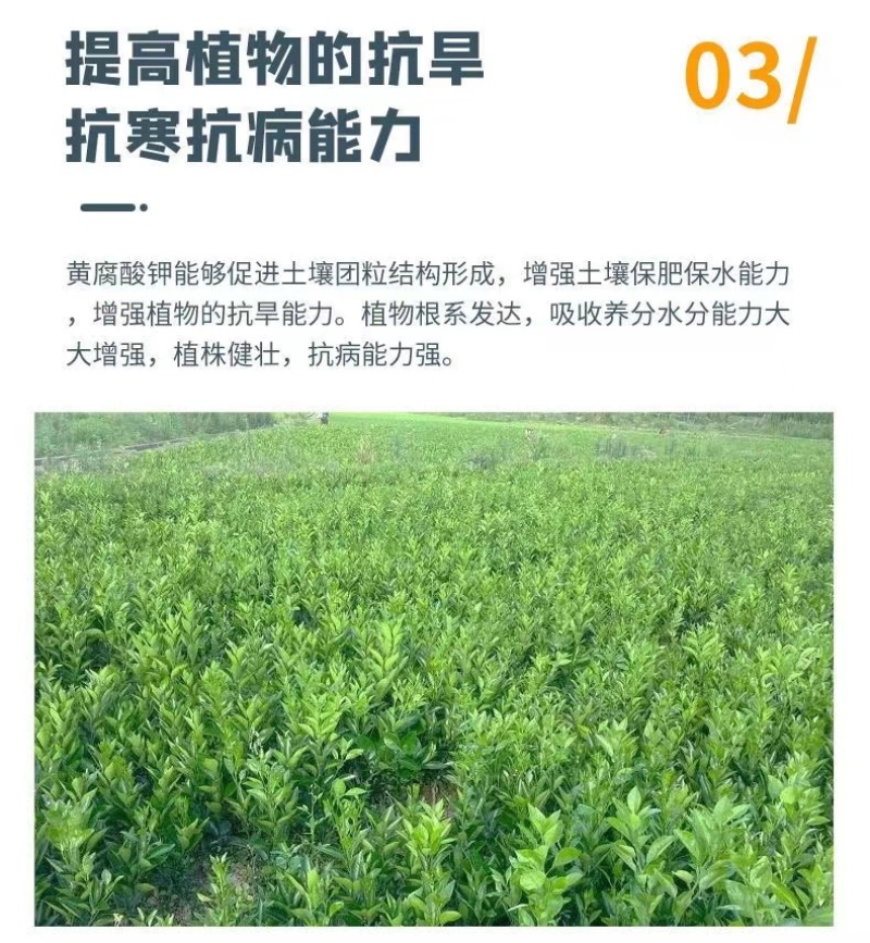 新疆原粉矿源黄腐酸钾全水溶生根壮苗抗重茬调理土壤增肥效