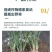新疆原粉矿源黄腐酸钾全水溶生根壮苗抗重茬调理土壤增肥效