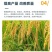 新疆原粉矿源黄腐酸钾全水溶生根壮苗抗重茬调理土壤增肥效