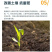 新疆原粉矿源黄腐酸钾全水溶生根壮苗抗重茬调理土壤增肥效