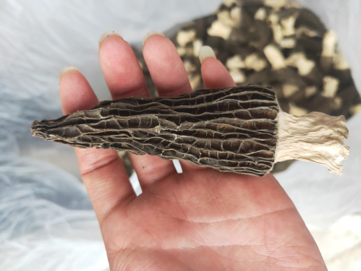 展示新鲜羊肚菌与发红羊肚菌对比图,清晰呈现颜色变化 羊肚菌发红现象展示图