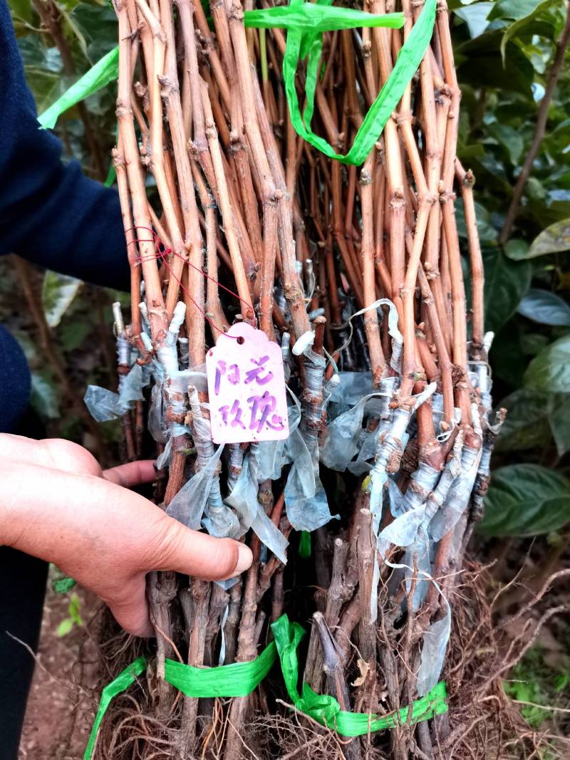 阳光玫瑰葡萄苗嫁接苗根须多结果早