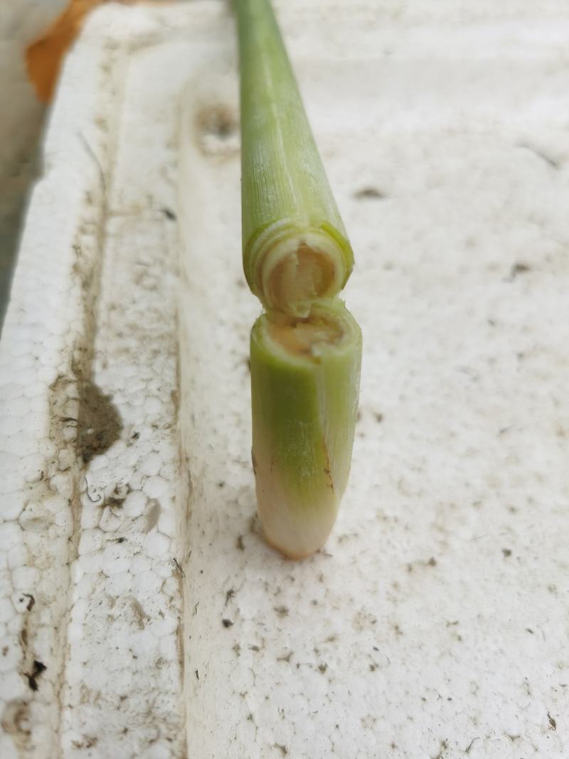 新鲜柠檬香茅草泰国香茅草自家基地种植