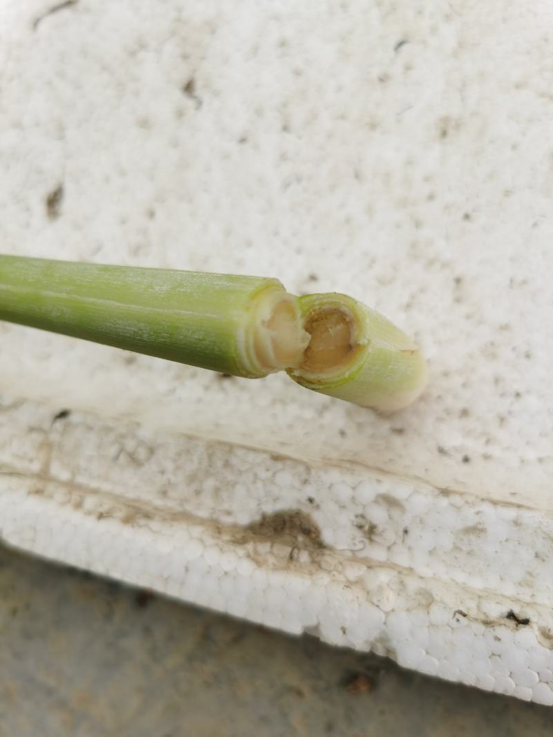 新鲜柠檬香茅草泰国香茅草自家基地种植